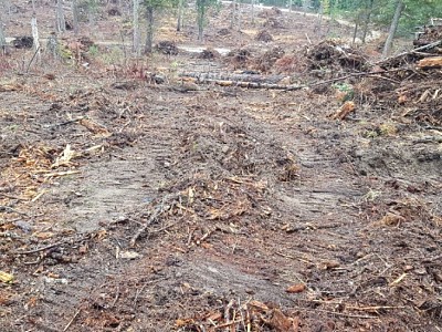 Burnt Beaver Restoration Project